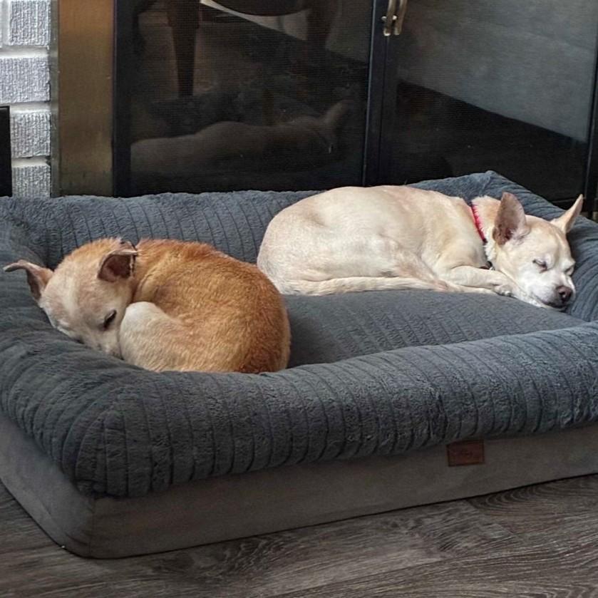 Chipp & Myles (bonded), a ADOPTABLE mixed breed in Rensselaer, NY image 5/5