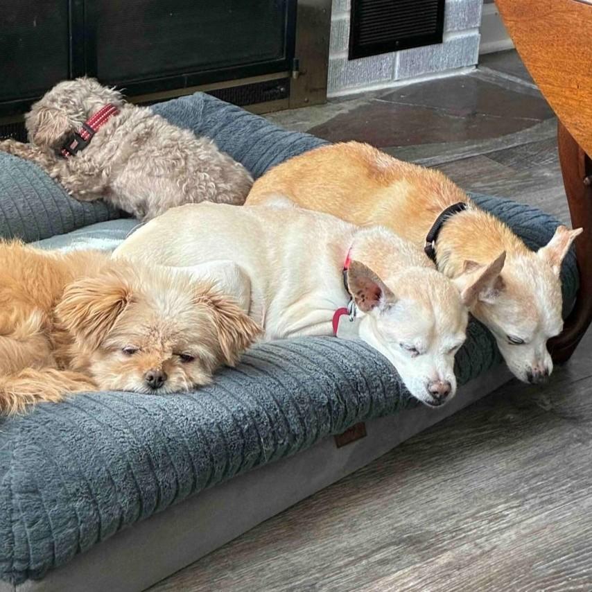 Chipp & Myles (bonded), a ADOPTABLE mixed breed in Rensselaer, NY image 4/5
