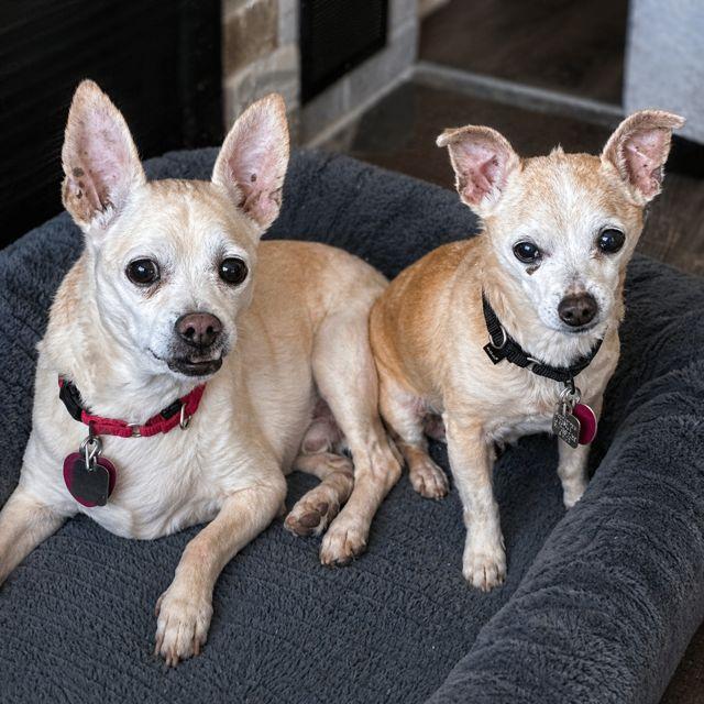 Chipp & Myles (bonded), ADOPTABLE, Senior Male Chihuahua.