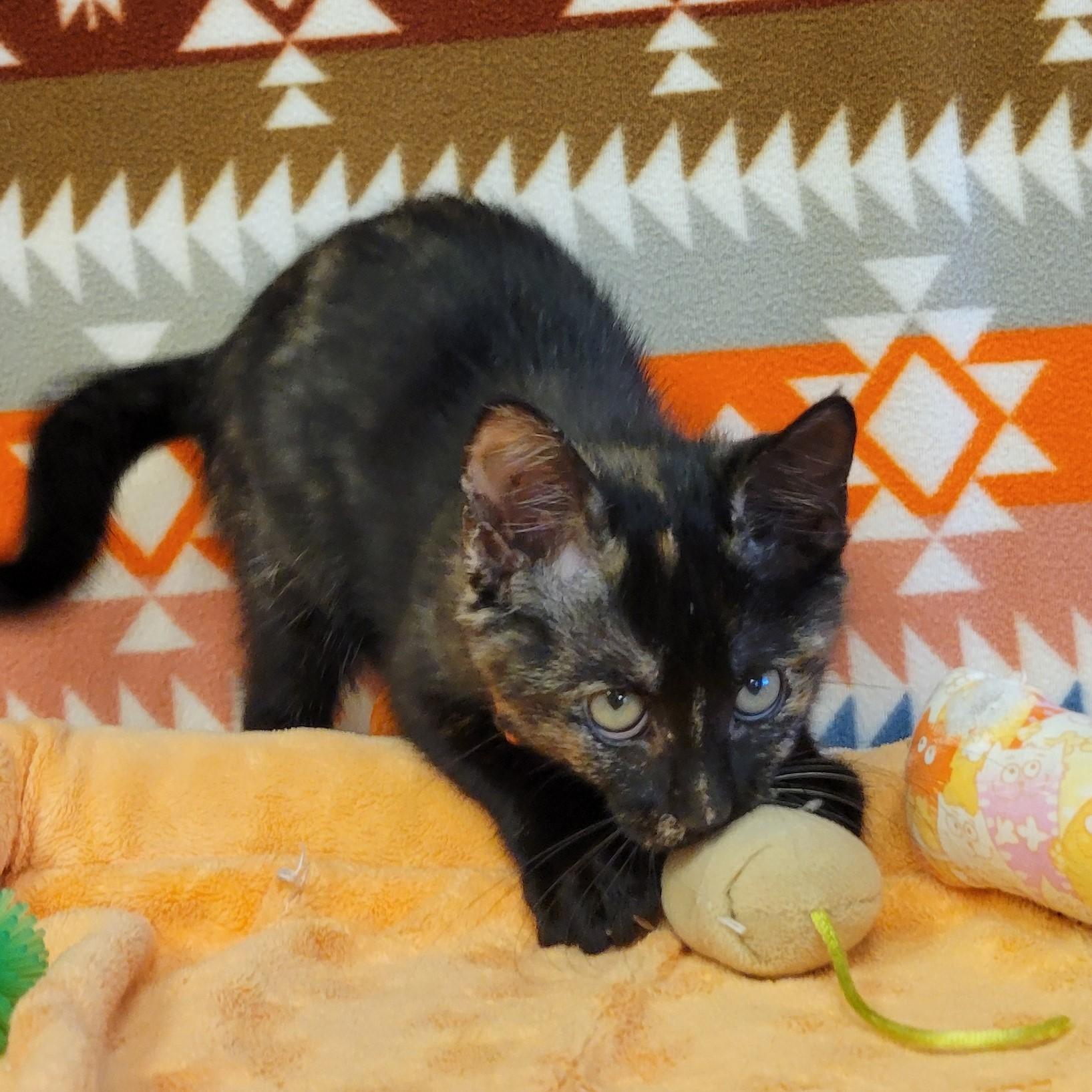 Enlarge Vitani, a Adoptable mixed breed in ALPINE, TX image 2/6