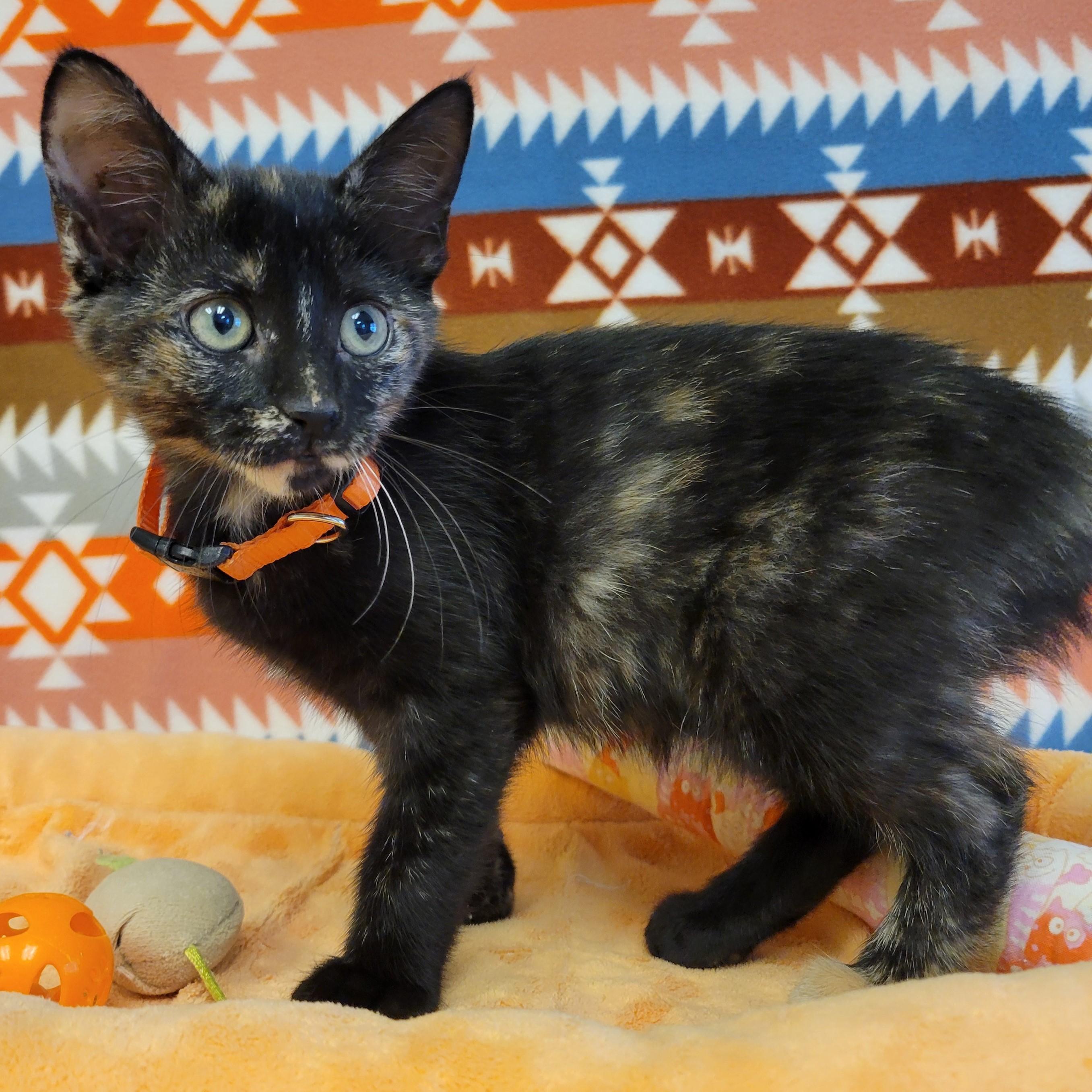 Enlarge Vitani, a Adoptable mixed breed in ALPINE, TX image 3/6