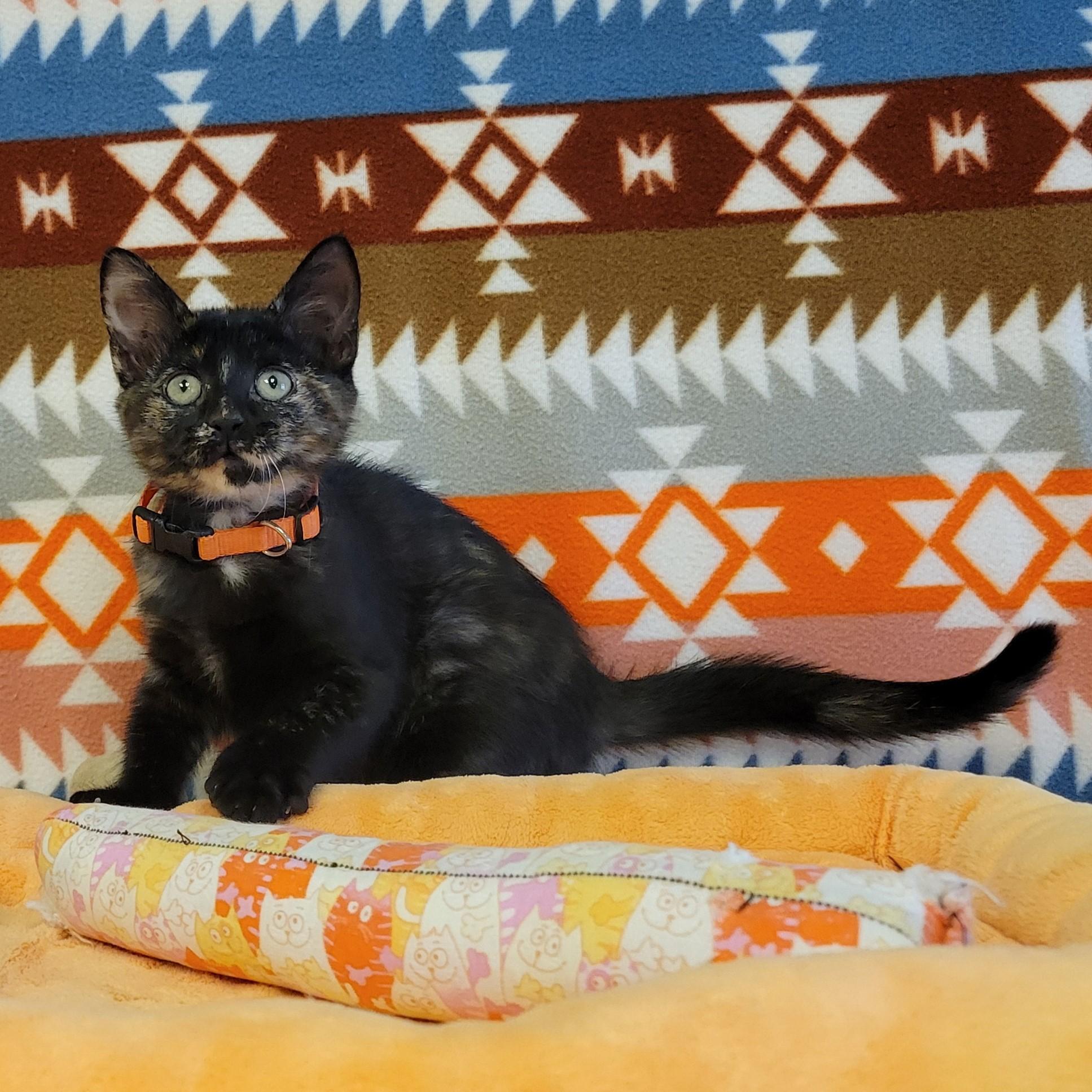 Enlarge Vitani, a Adoptable mixed breed in ALPINE, TX image 5/6