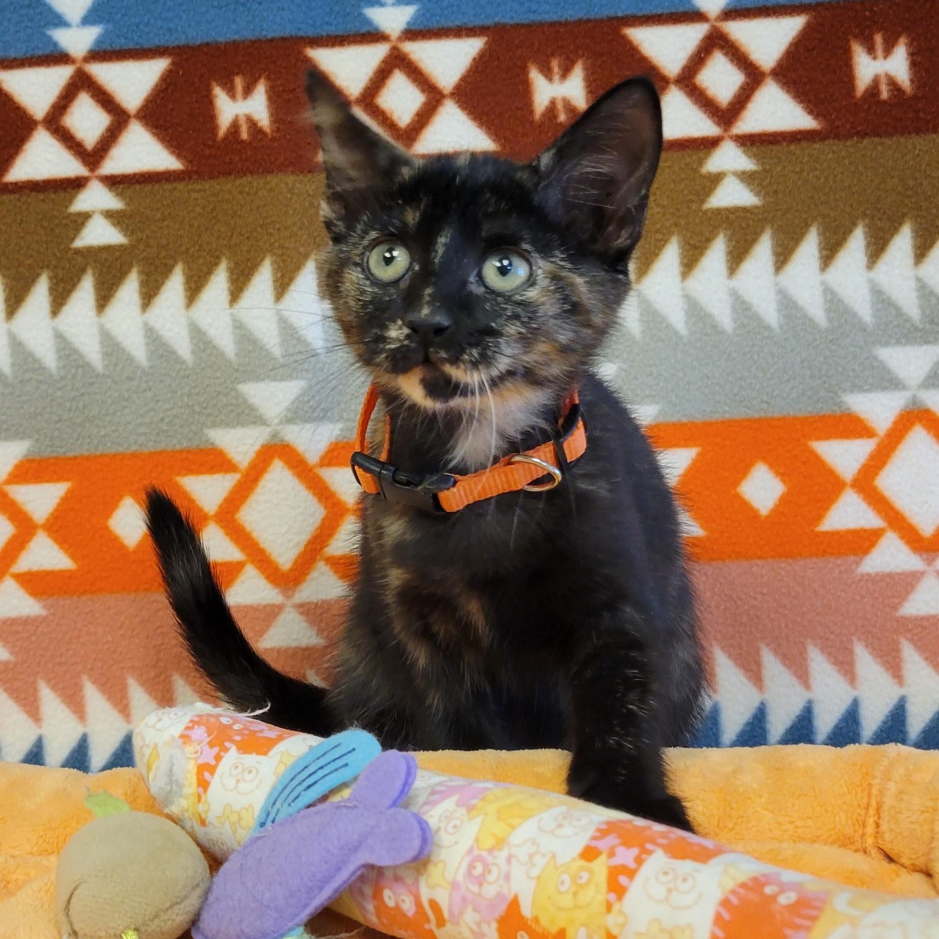Enlarge Vitani, a Adoptable mixed breed in ALPINE, TX image 4/6
