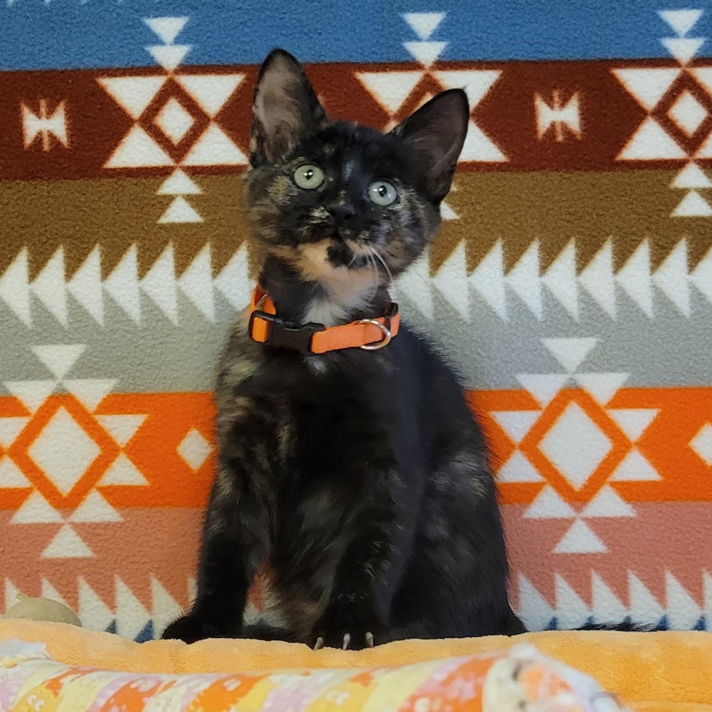 Enlarge Vitani, a Adoptable mixed breed in ALPINE, TX image 6/6