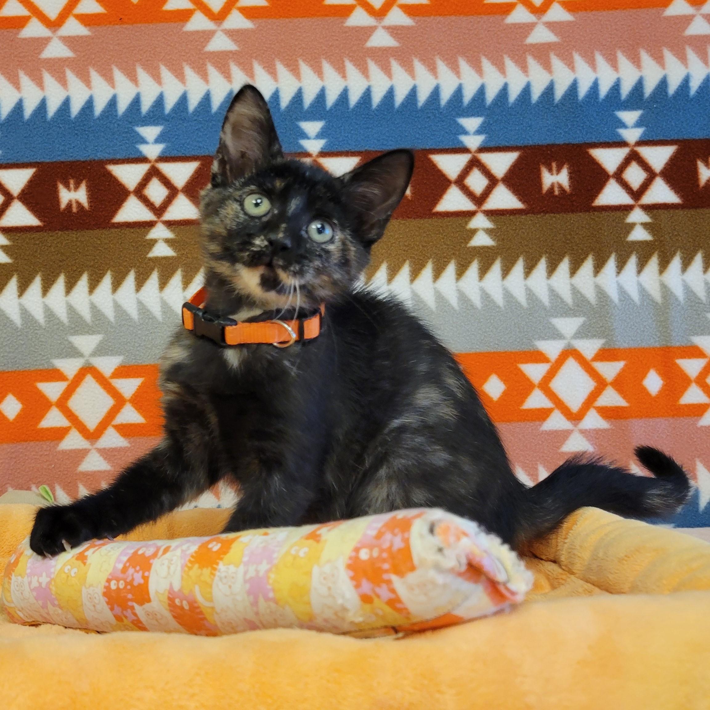 Vitani, Adoptable, Young Female Domestic Short Hair.