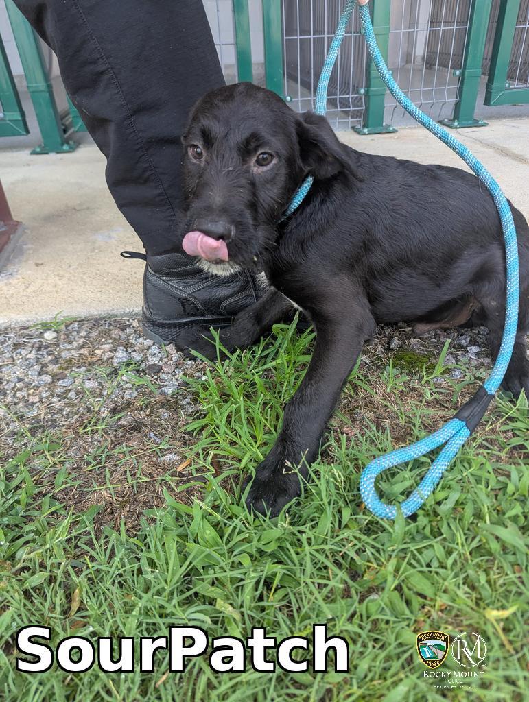 SourPatch, a Adoptable Pit Bull Terrier in Rocky Mount, NC image 2/3