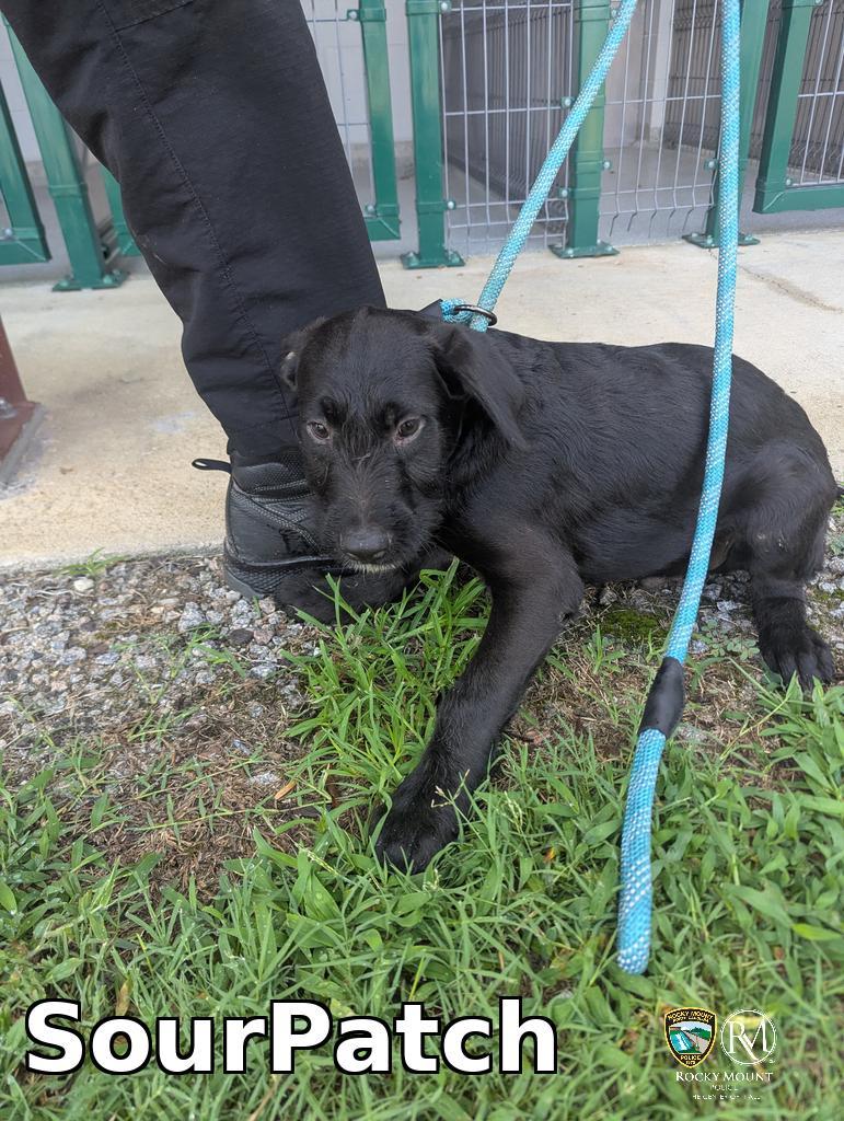 SourPatch, a Adoptable Pit Bull Terrier in Rocky Mount, NC image 3/3