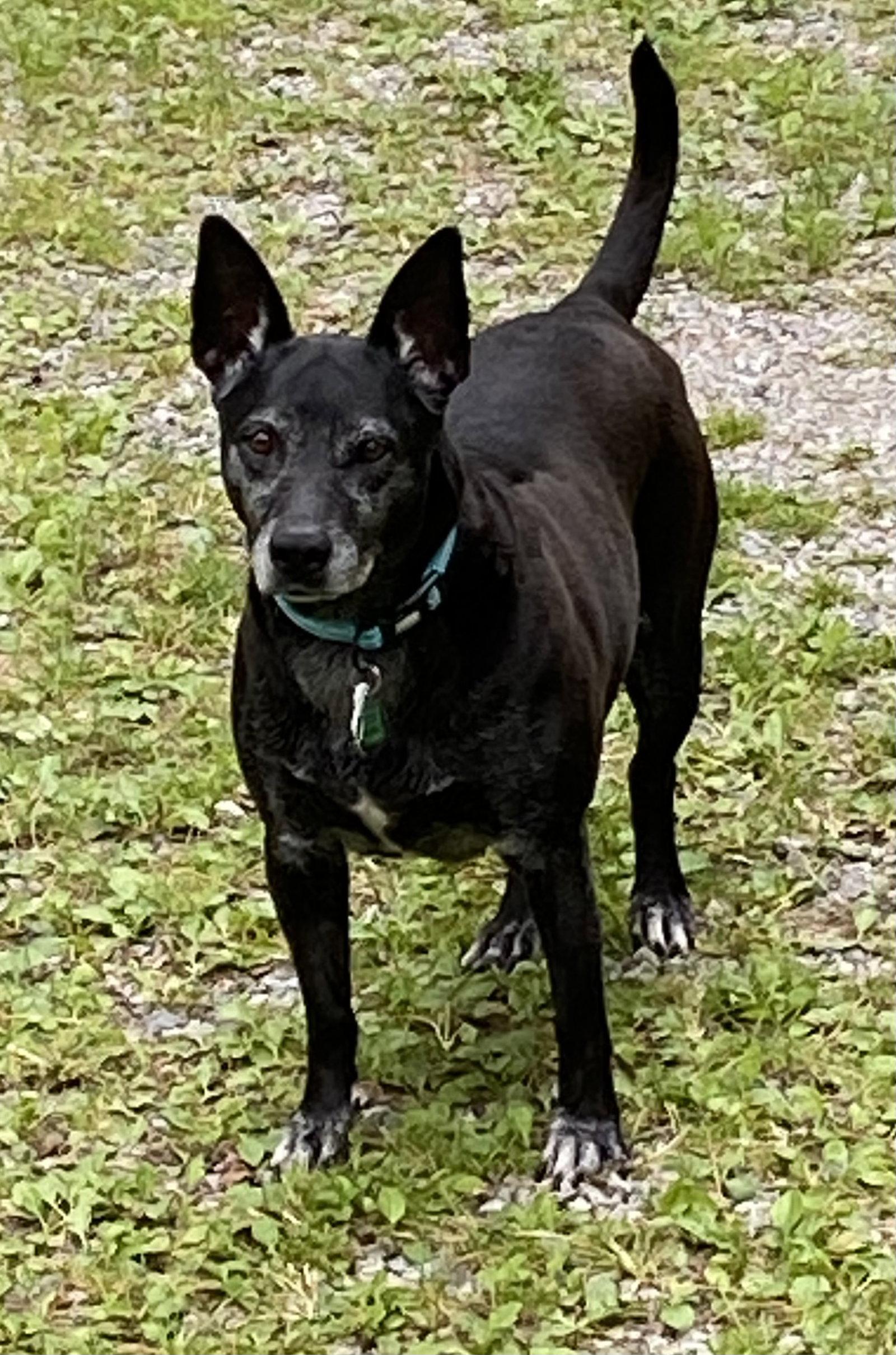 Enlarge Trixie - Easy, a Adoptable Australian Cattle Dog / Blue Heeler in Rootstown, OH image 1/3