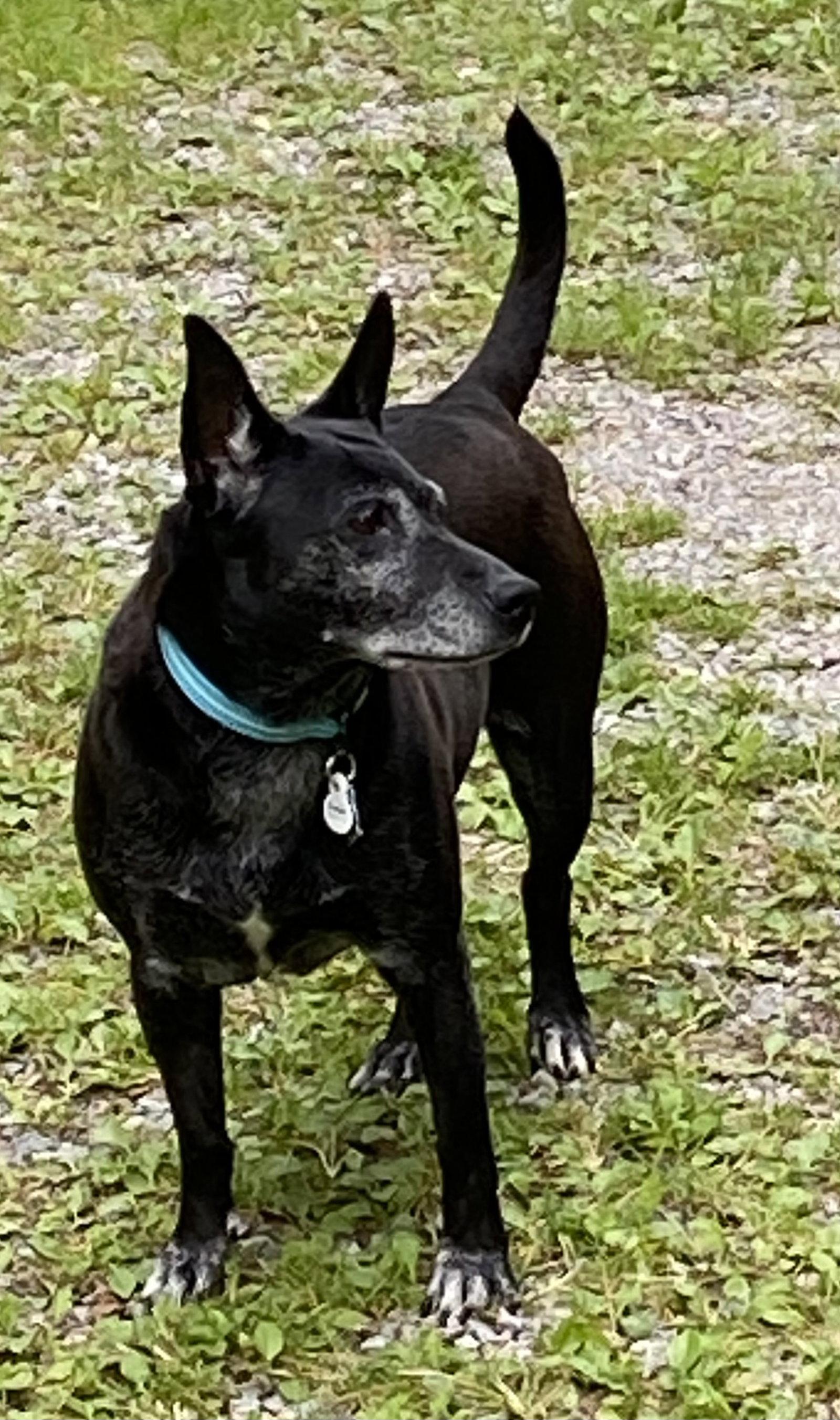 Enlarge Trixie - Easy, a Adoptable Australian Cattle Dog / Blue Heeler in Rootstown, OH image 2/3