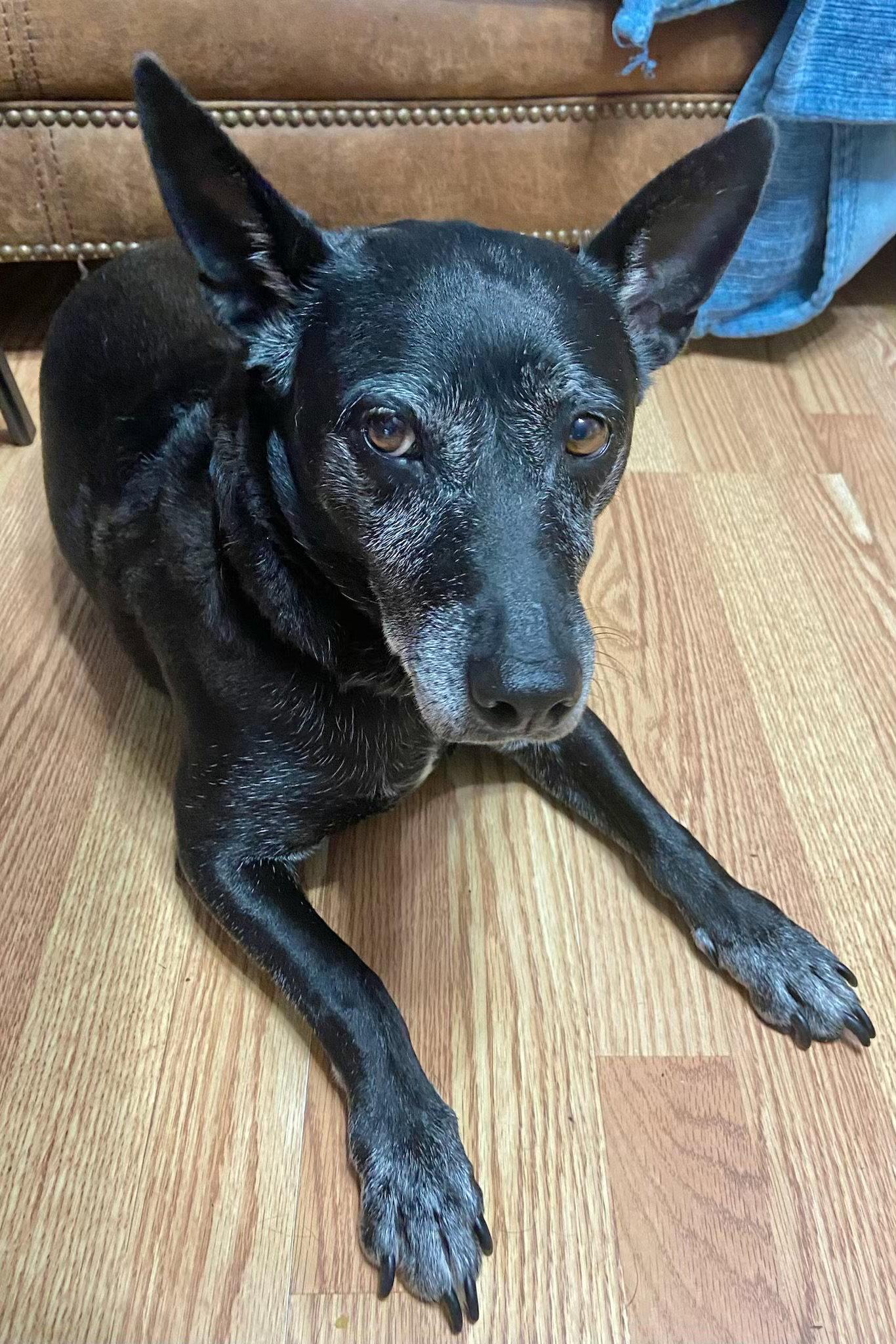 Enlarge Trixie - Easy, a Adoptable Australian Cattle Dog / Blue Heeler in Rootstown, OH image 3/3