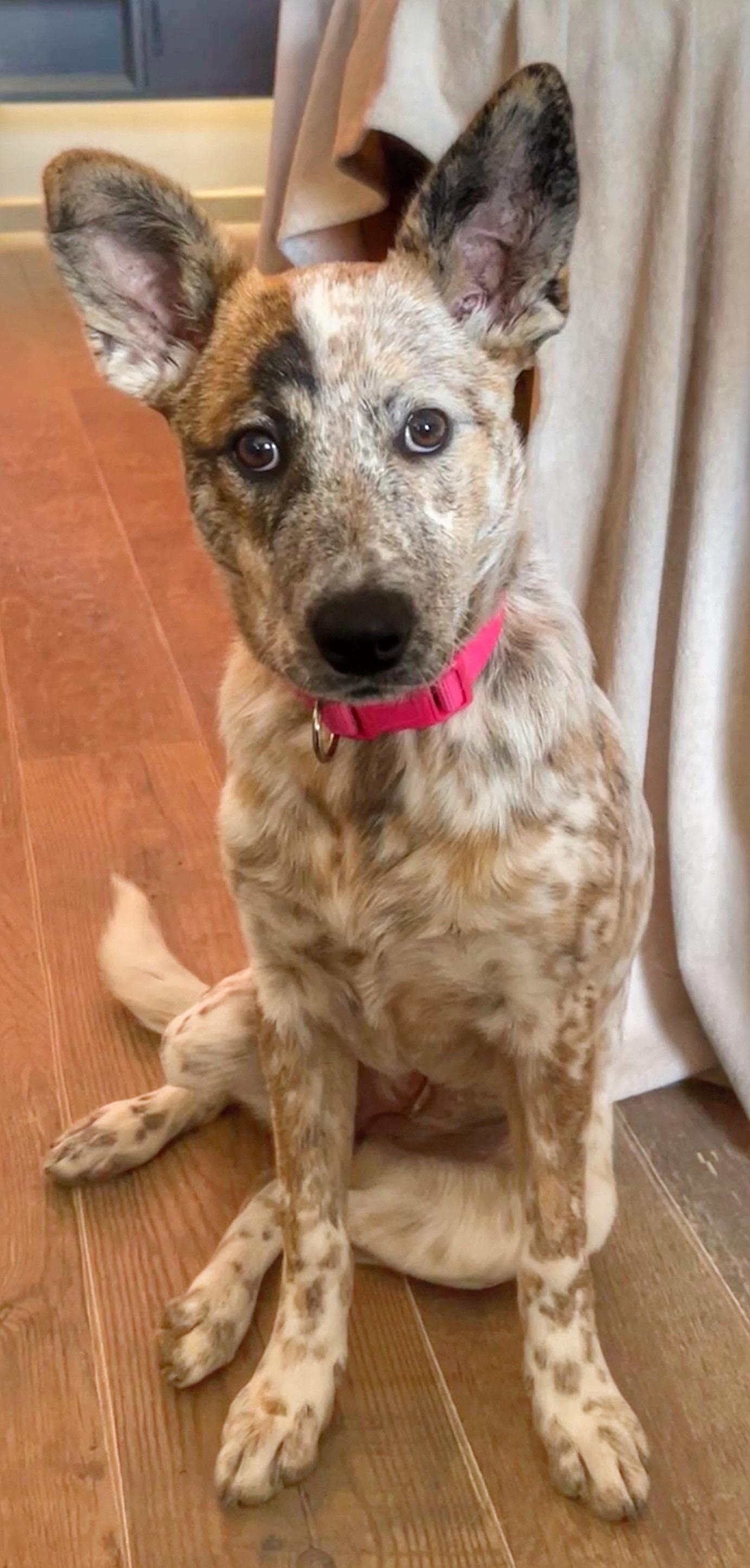 Molly, Adoptable, Young Female Australian Cattle Dog / Blue Heeler.