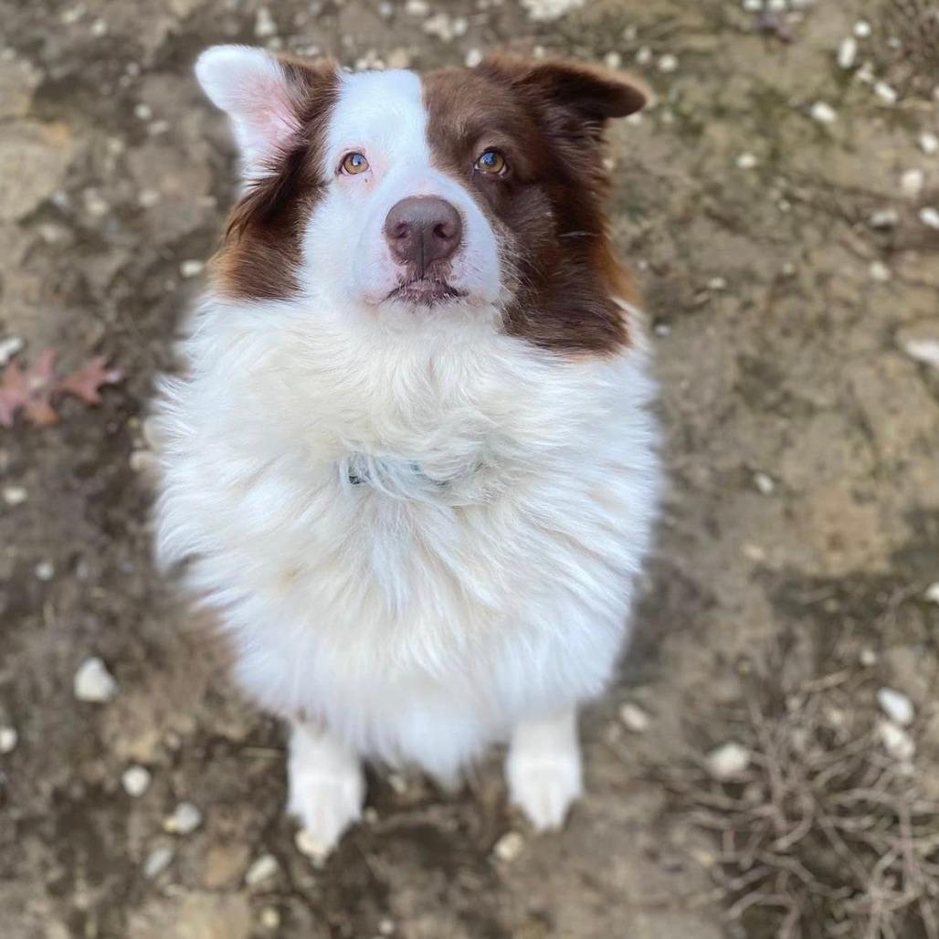 Dellryn, Adoptable, Adult Female Australian Shepherd & Mixed Breed.