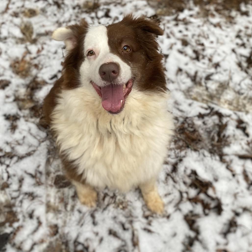 Enlarge Dellryn, a Adoptable mixed breed in Fredericksburg, VA image 2/6