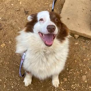 Enlarge Dellryn, a Adoptable mixed breed in Fredericksburg, VA image 3/6