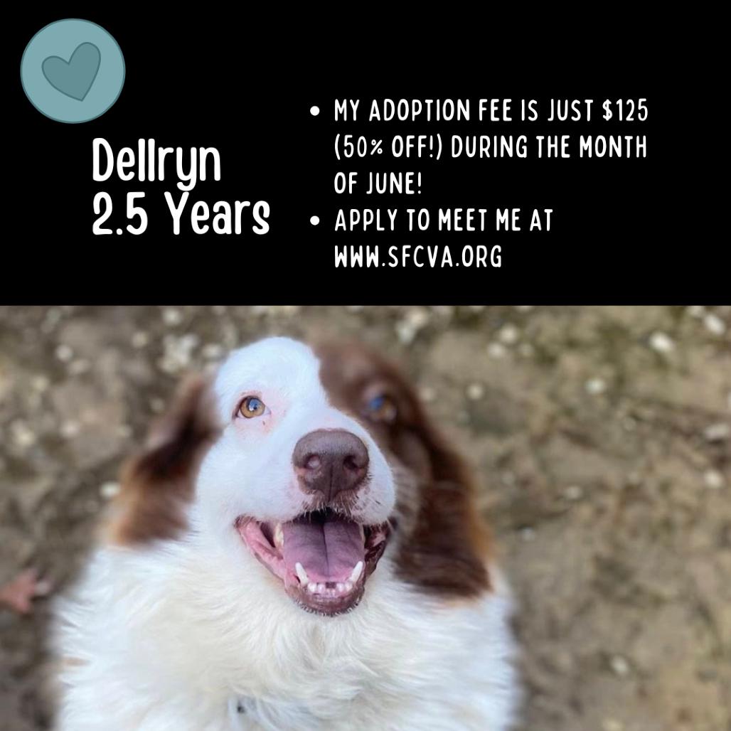 Dellryn, a Adoptable mixed breed in Fredericksburg, VA image 4/6
