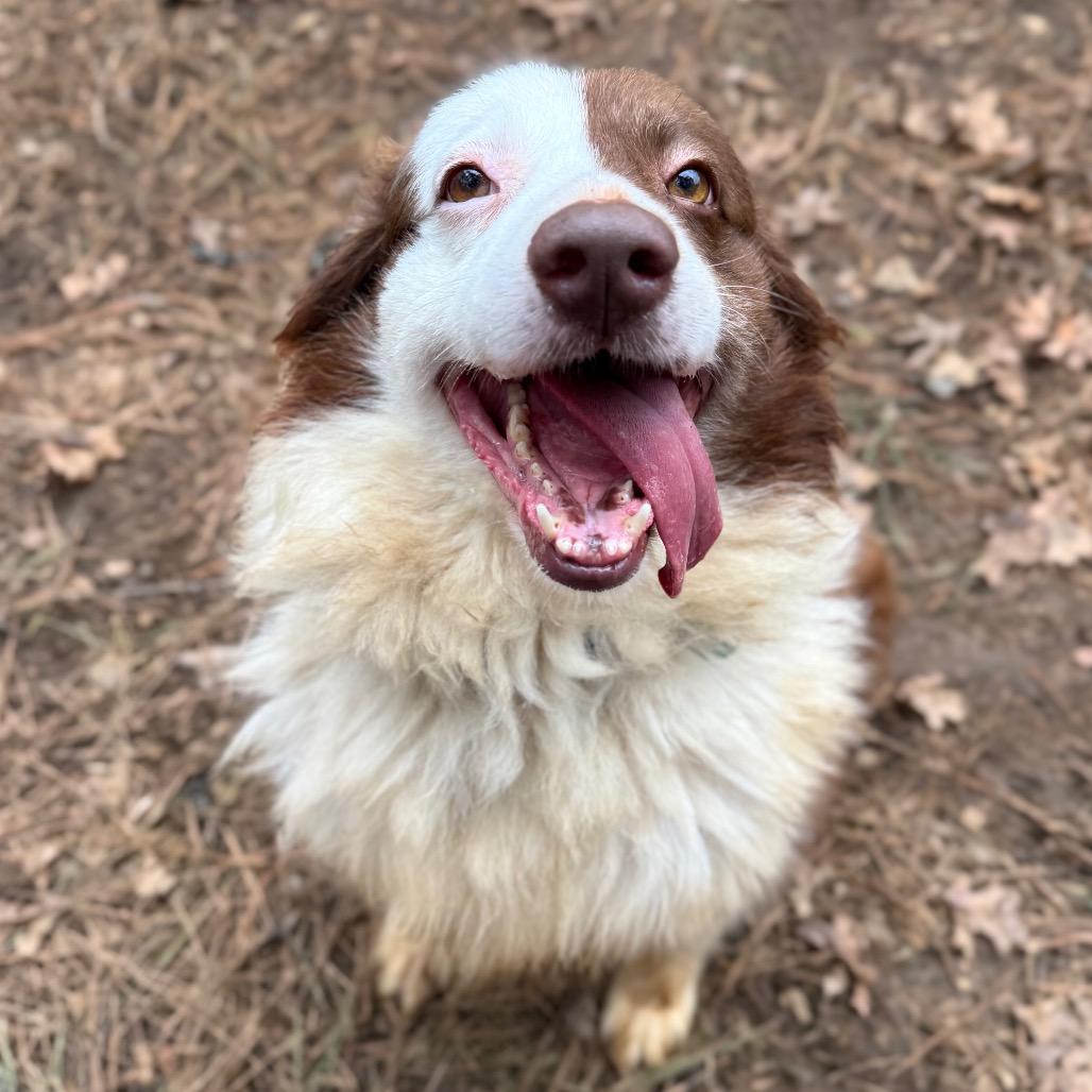 Enlarge Dellryn, a Adoptable mixed breed in Fredericksburg, VA image 4/6