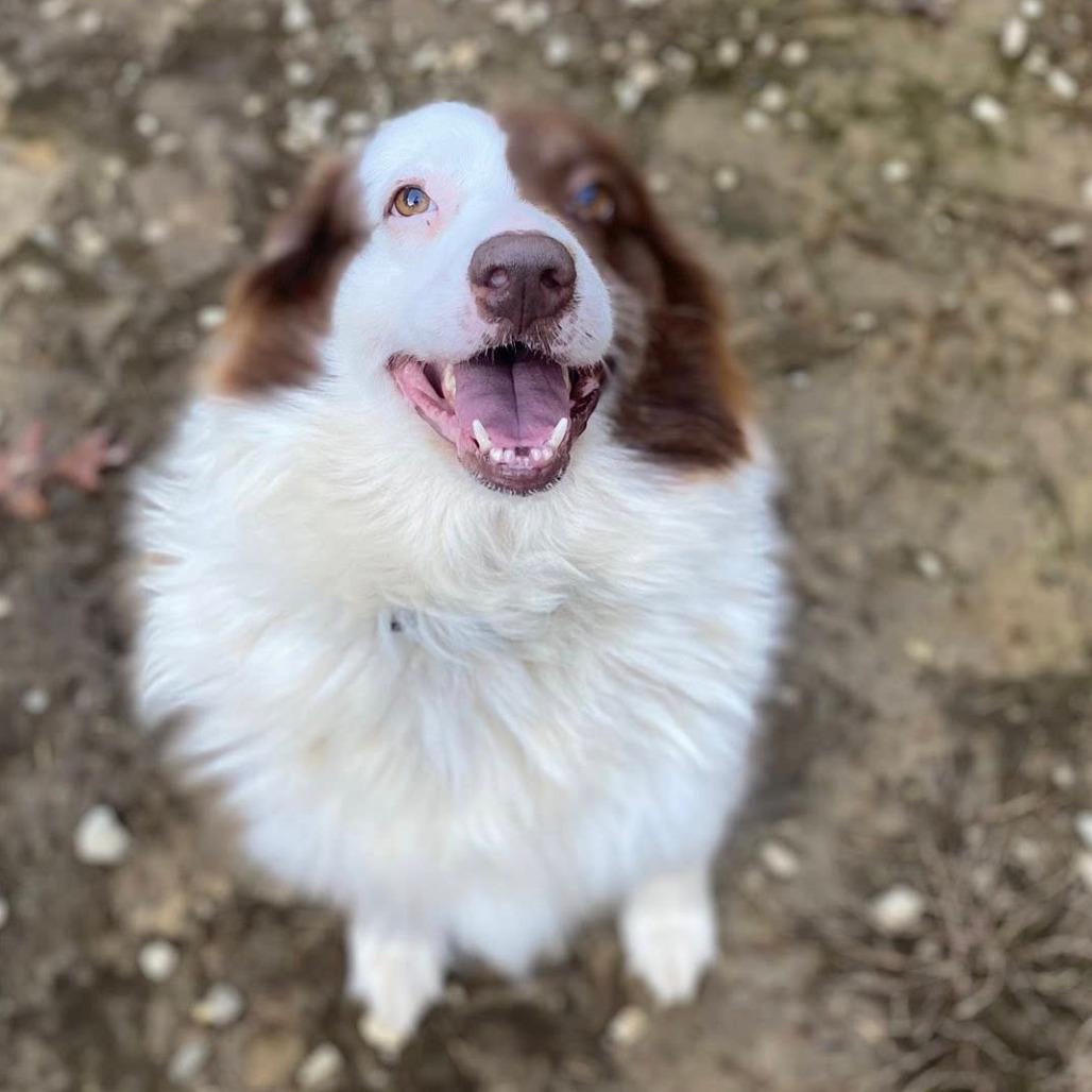 Enlarge Dellryn, a Adoptable mixed breed in Fredericksburg, VA image 5/6