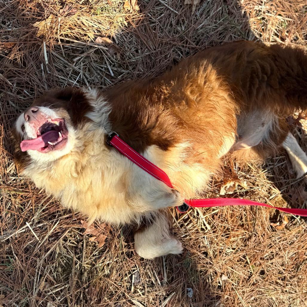 Enlarge Dellryn, a Adoptable mixed breed in Fredericksburg, VA image 6/6