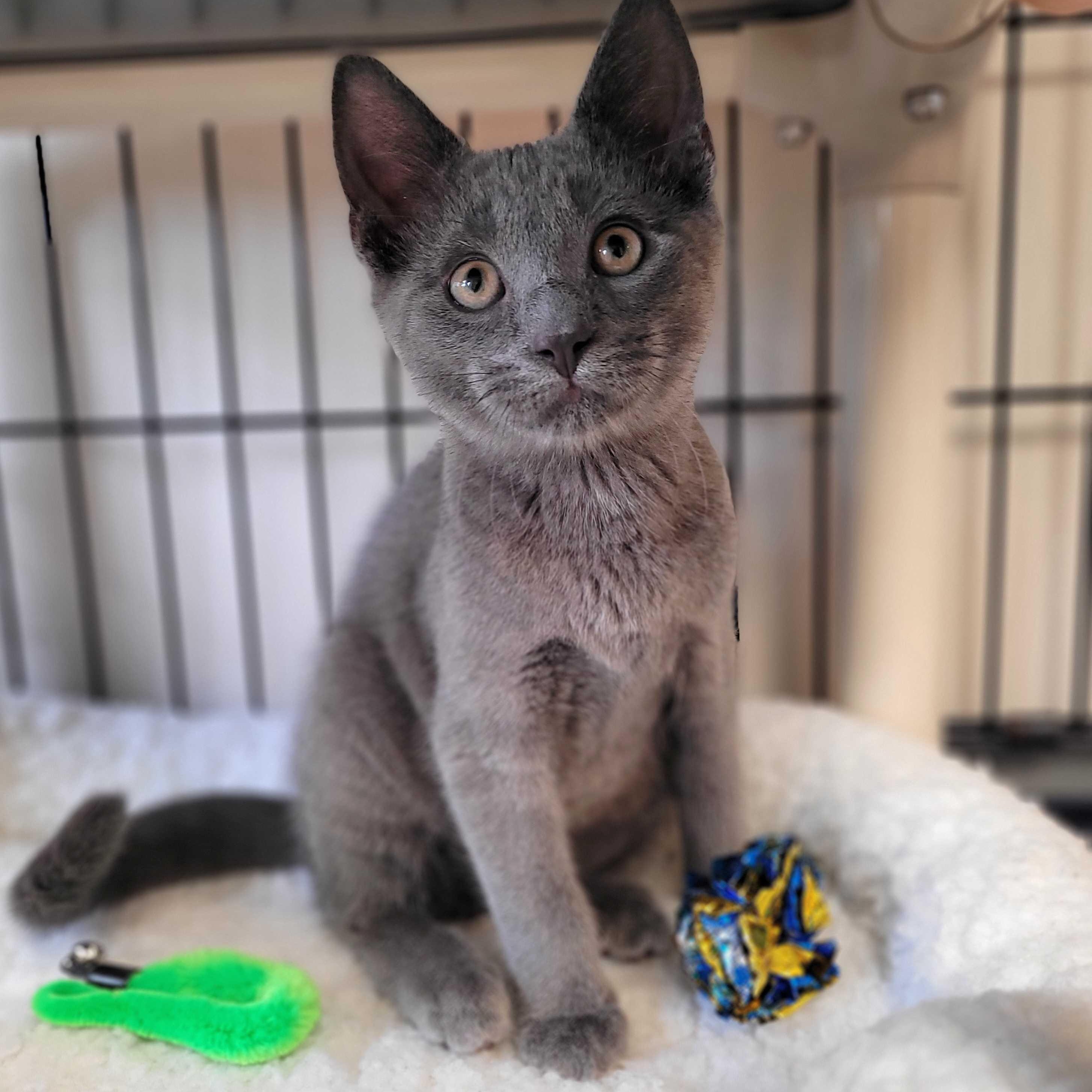 Charles (IN TRIAL ADOPTION)