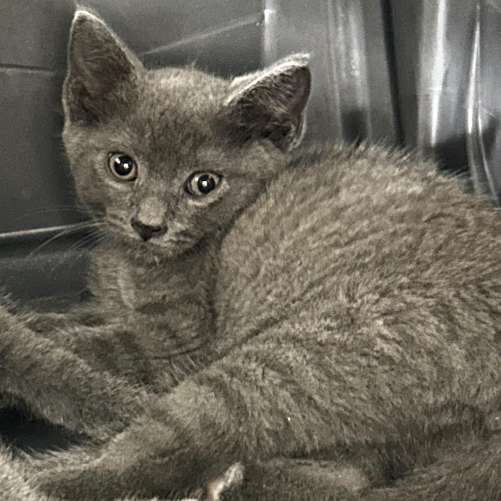 Charles (IN TRIAL ADOPTION)