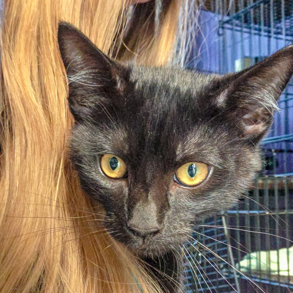 Print, Adoptable, Kitten Male Domestic Short Hair.