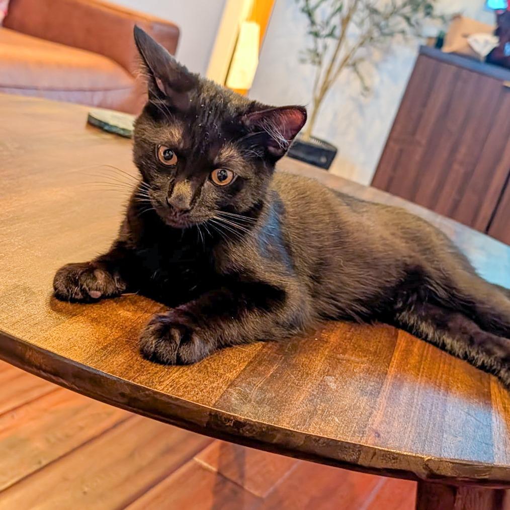 Enlarge Print, a Adoptable Domestic Short Hair in San Diego, CA image 1/3
