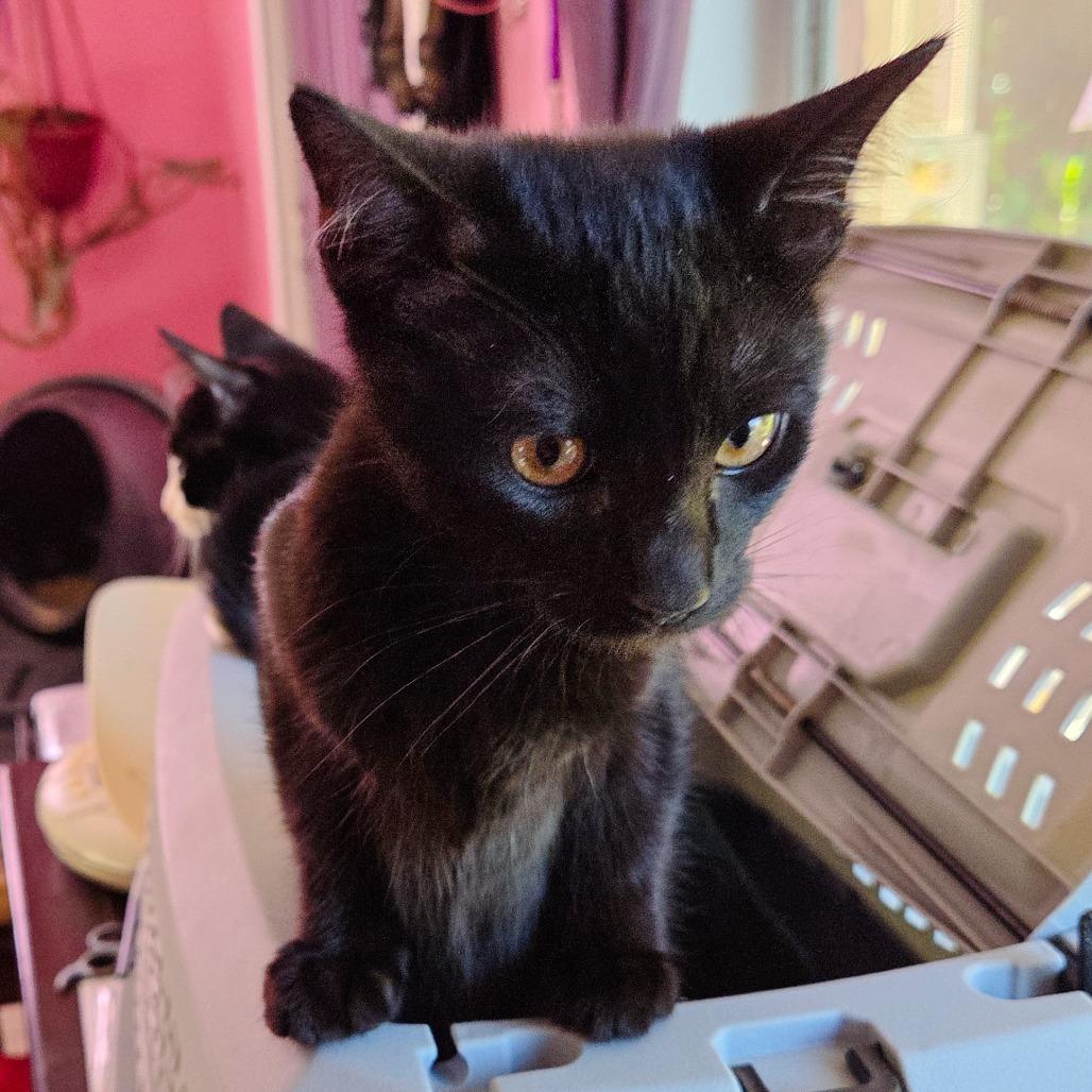 Enlarge Print, a Adoptable Domestic Short Hair in San Diego, CA image 3/3