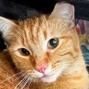 Zoey, a Adoptable Domestic Short Hair in Shawnee, KS image 1/6