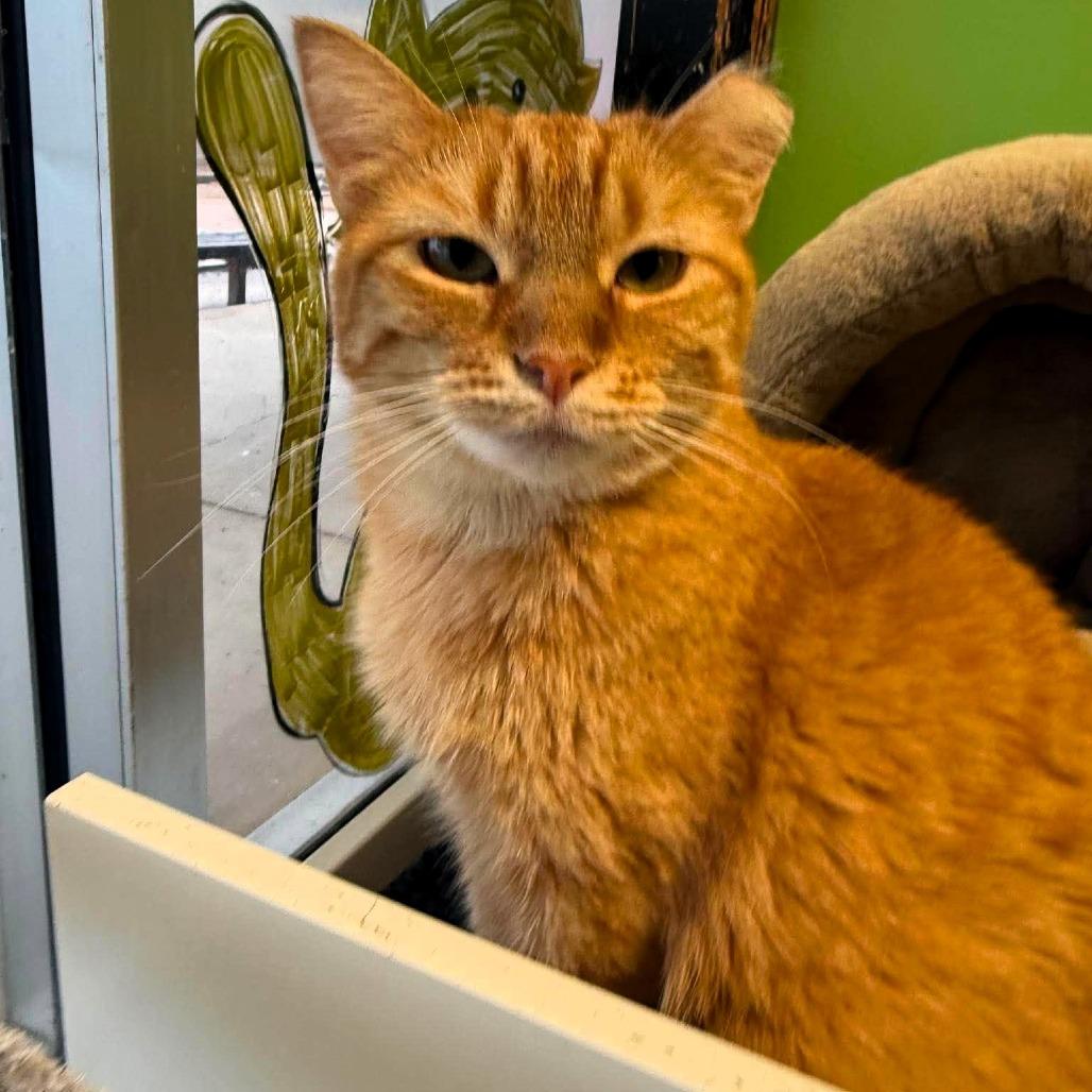 Zoey, a Adoptable Domestic Short Hair in Shawnee, KS image 2/6