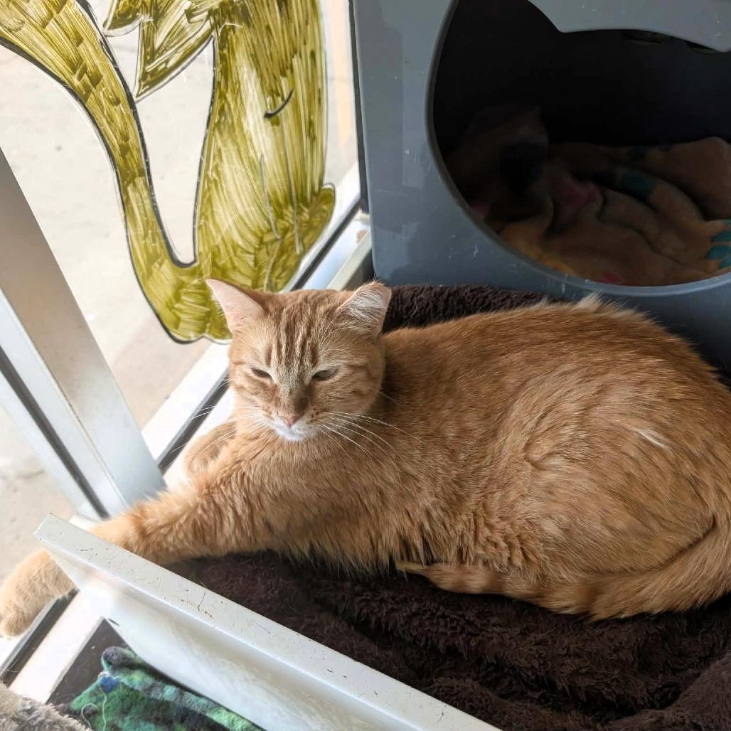 Zoey, a Adoptable Domestic Short Hair in Shawnee, KS image 3/6