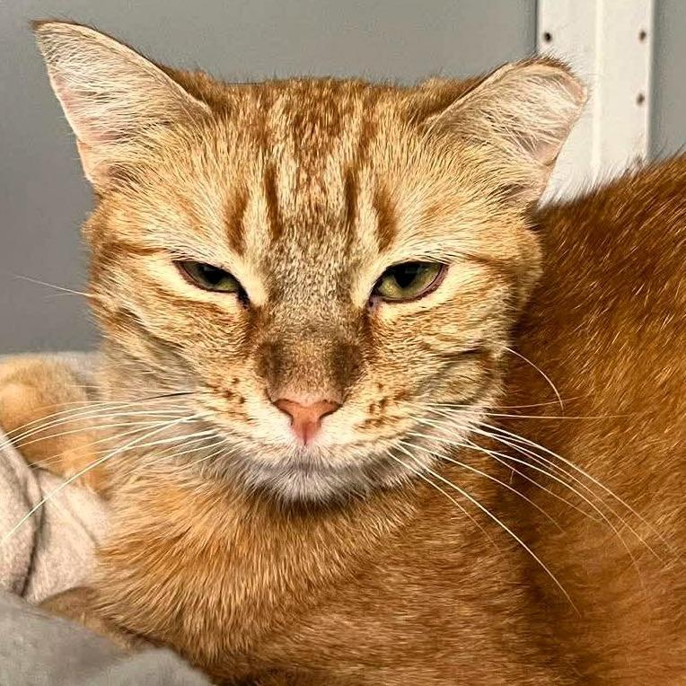 Zoey, a Adoptable Domestic Short Hair in Shawnee, KS image 4/6
