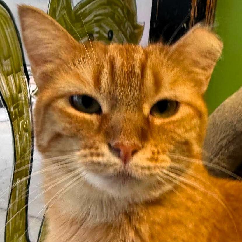 Zoey, a Adoptable Domestic Short Hair in Shawnee, KS image 5/6