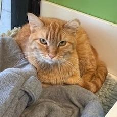 Zoey, a Adoptable Domestic Short Hair in Shawnee, KS image 6/6