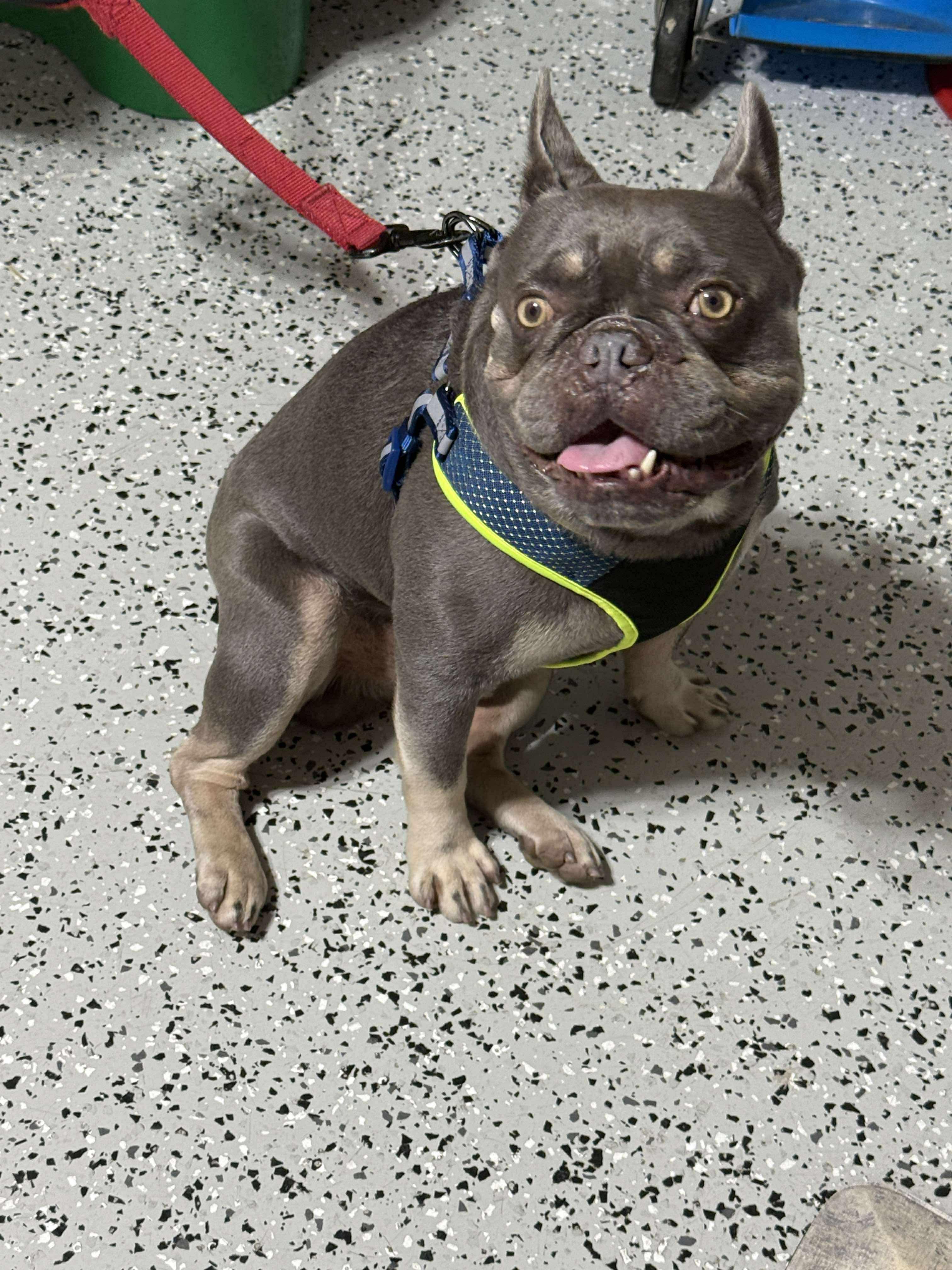 Enlarge Gulliver, a ADOPTABLE French Bulldog in LEHIGH ACRES, FL image 4/4