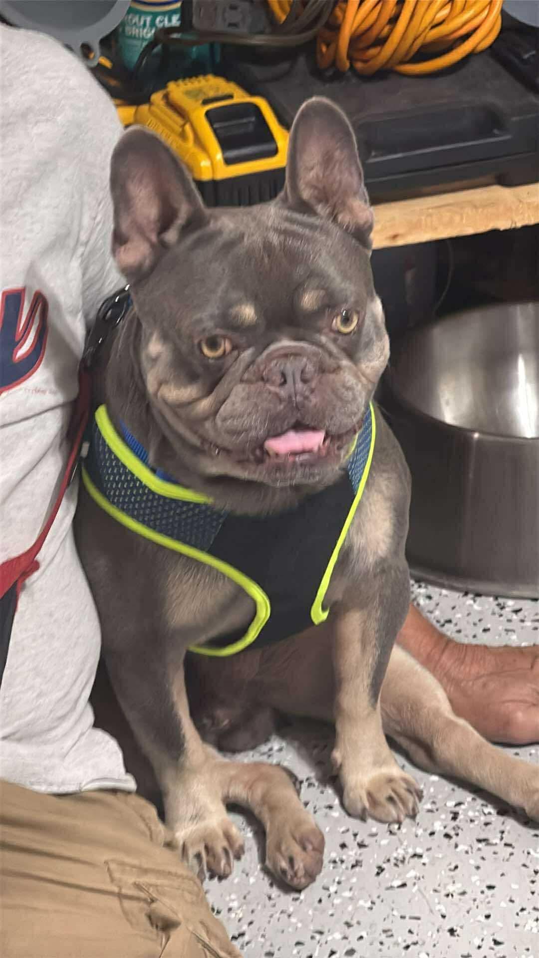 Gulliver, ADOPTABLE, Adult Male French Bulldog.