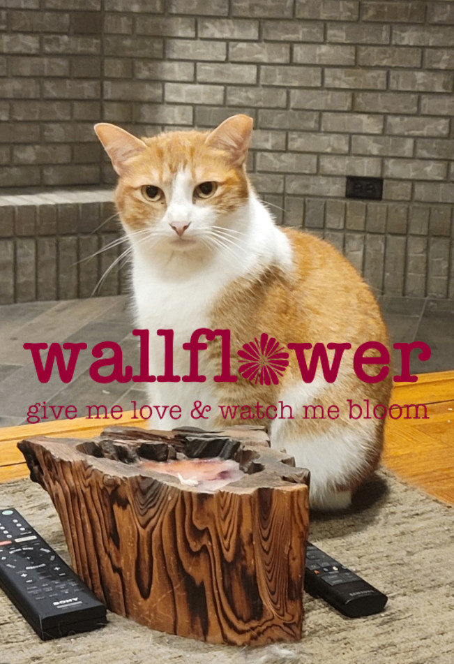 Fancy, a Adoptable Domestic Medium Hair in Anoka, MN image 1/11