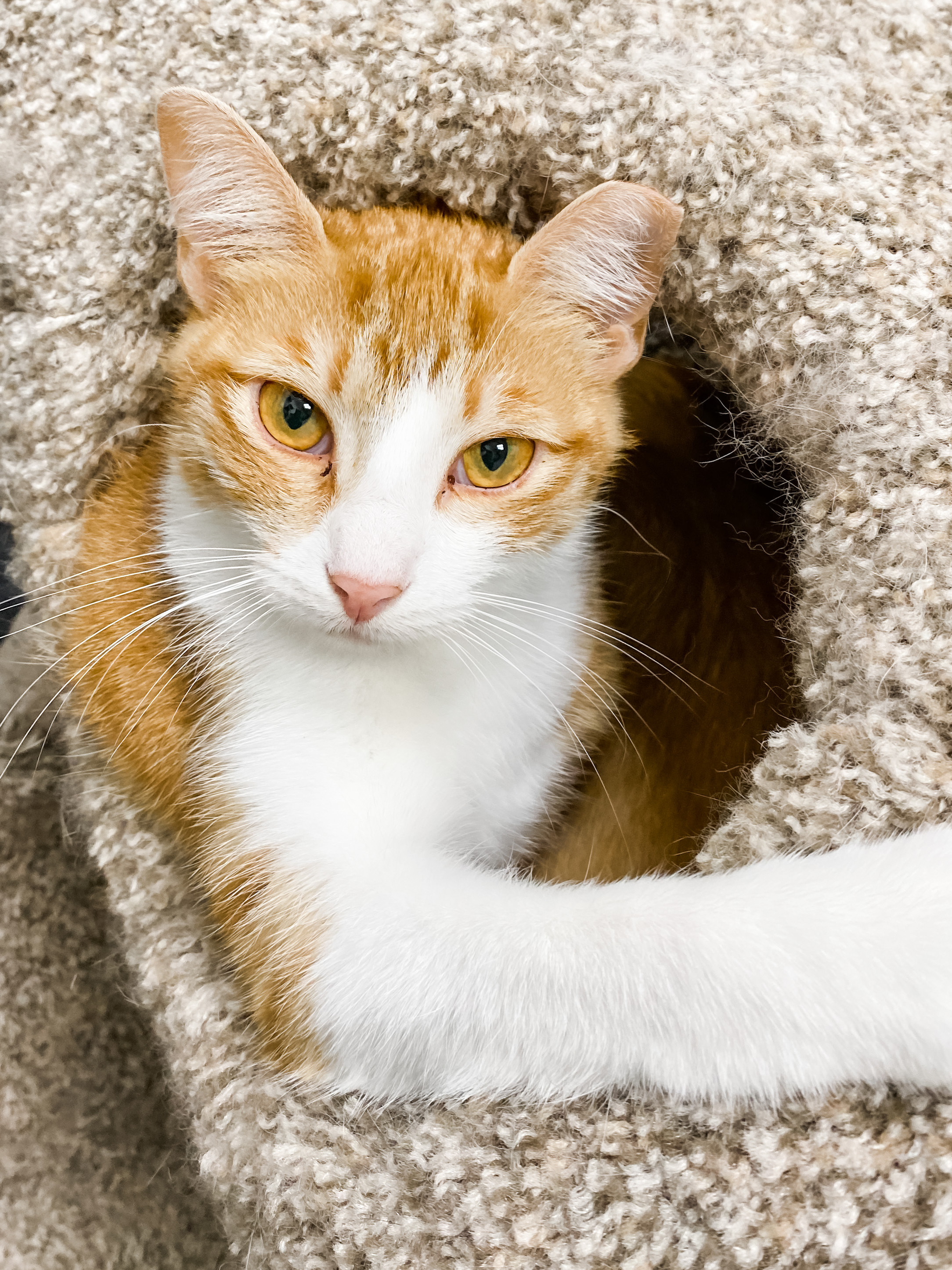Fancy, a Adoptable Domestic Medium Hair in Anoka, MN image 2/11
