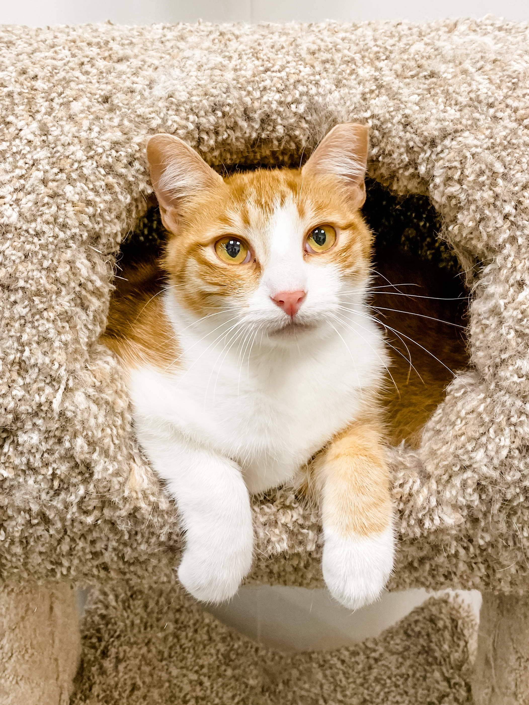 Fancy, a Adoptable Domestic Medium Hair in Anoka, MN image 3/11