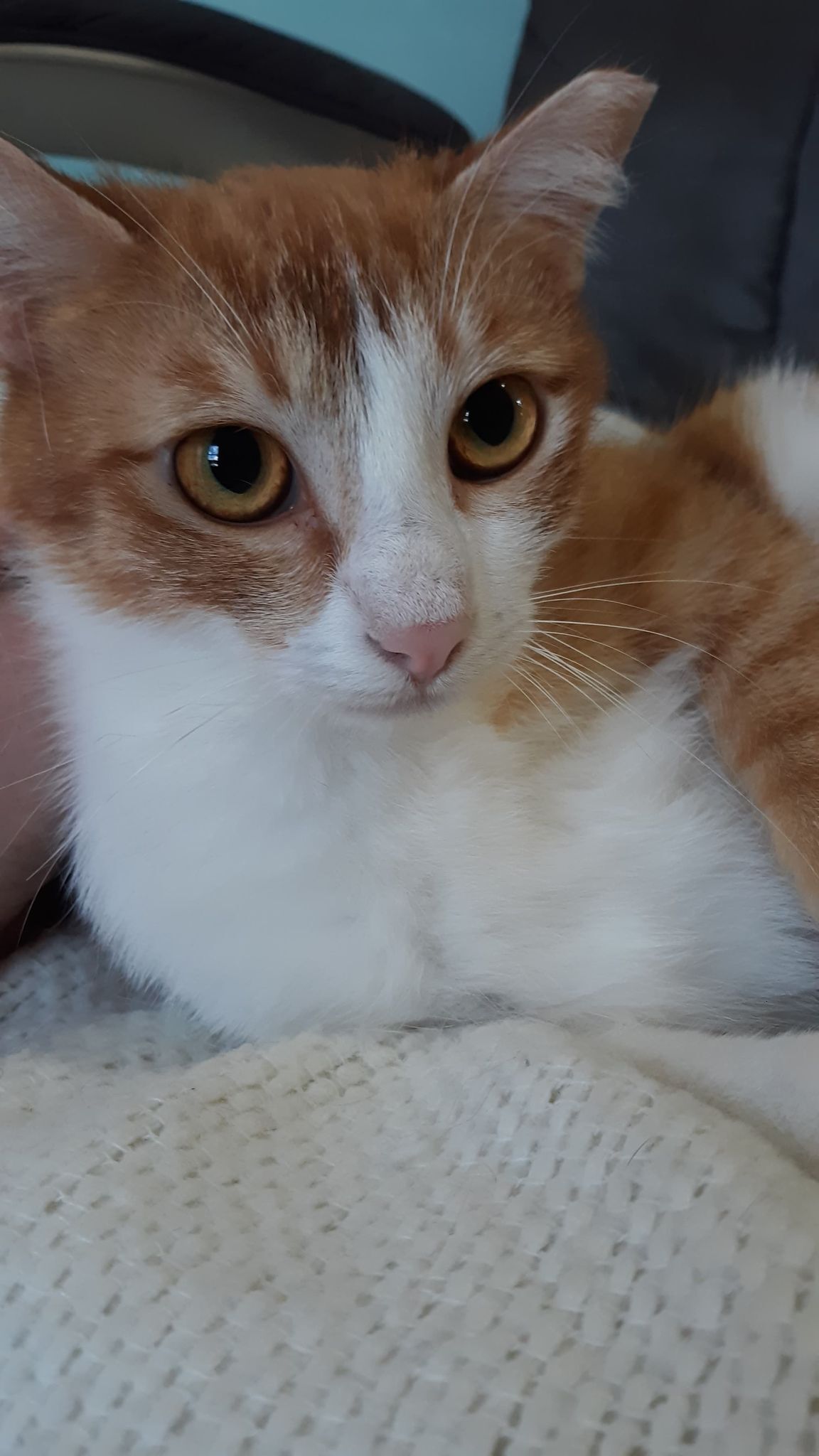 Fancy, a Adoptable Domestic Medium Hair in Anoka, MN image 4/11