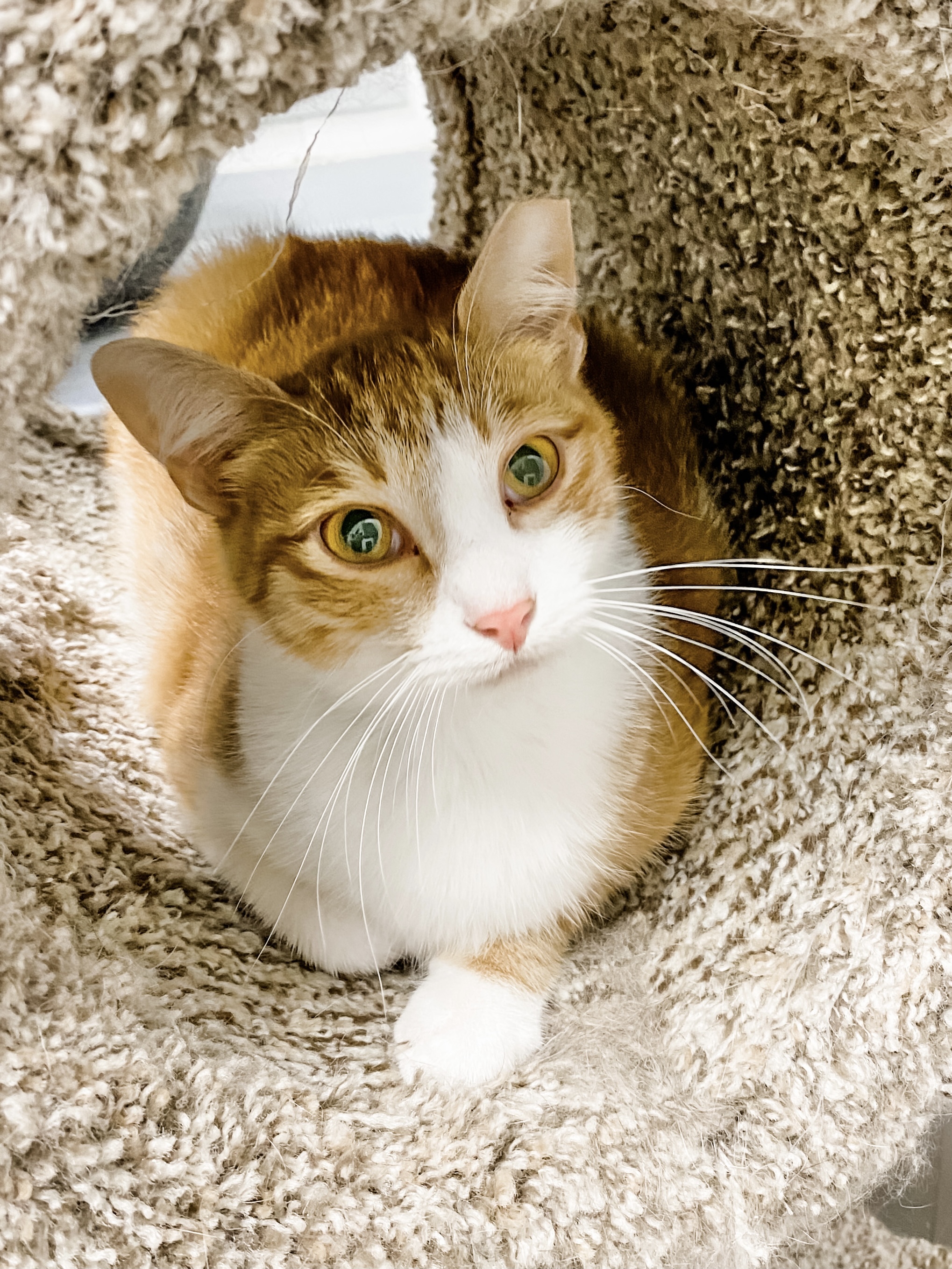 Fancy, a Adoptable Domestic Medium Hair in Anoka, MN image 5/11