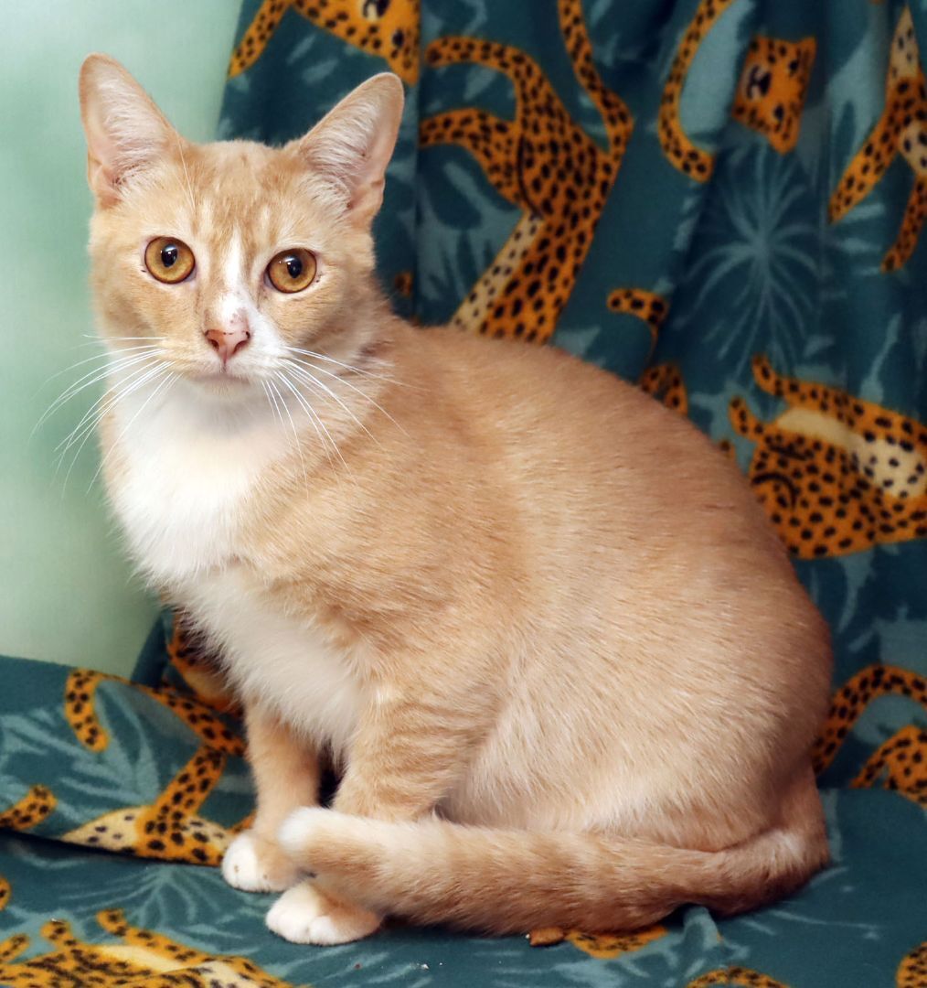 Enlarge Katch, a Adoptable Domestic Short Hair in Tierra Verde, FL image 2/6
