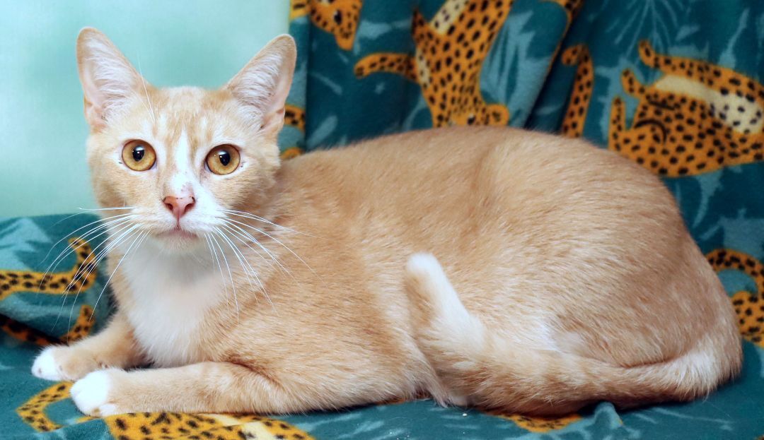 Enlarge Katch, a Adoptable Domestic Short Hair in Tierra Verde, FL image 3/6