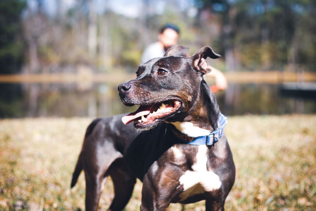 Enlarge Rebel, a Adoptable mixed breed in Valdosta, GA image 9/13