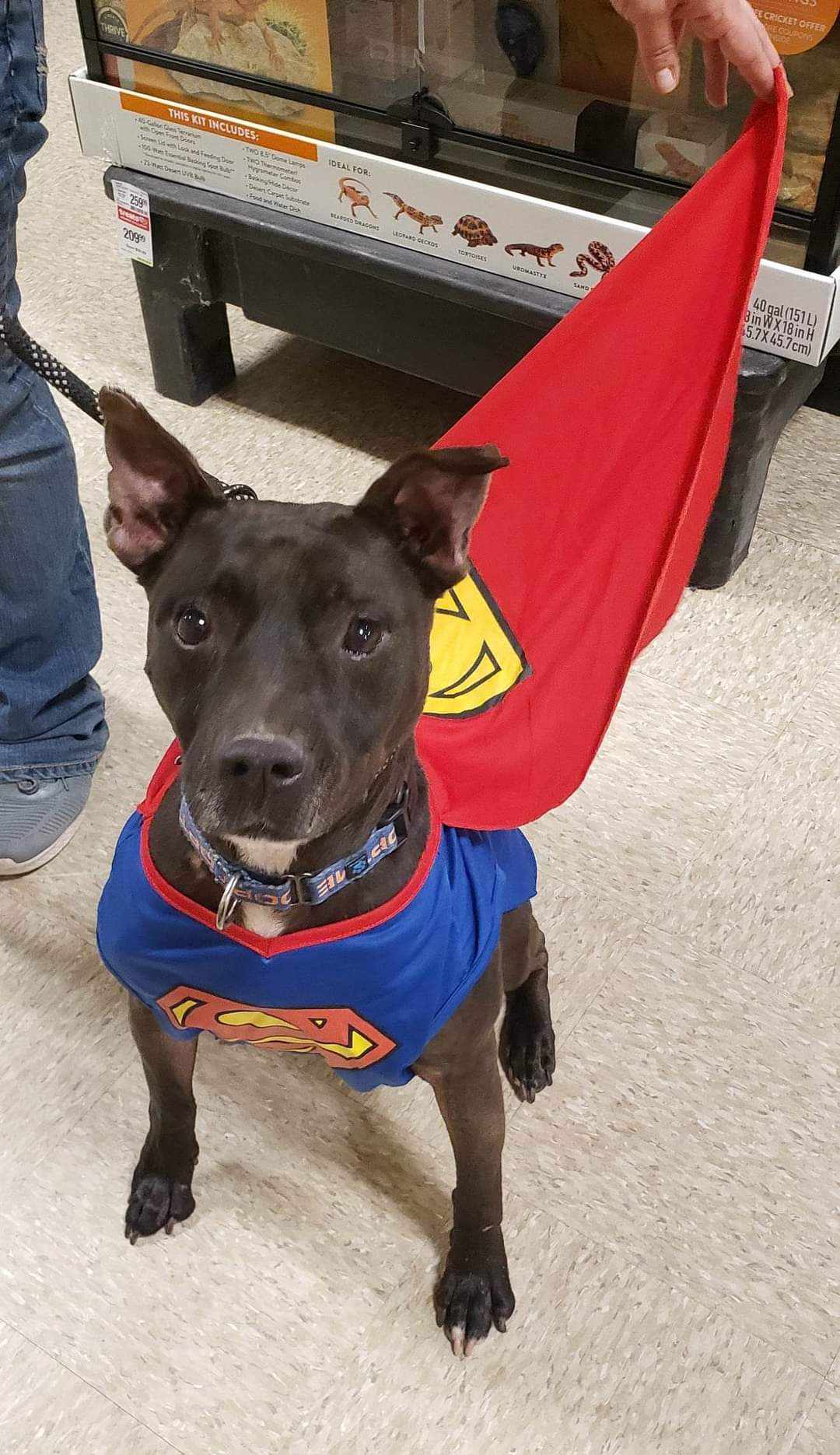 Enlarge Rebel, a Adoptable mixed breed in Valdosta, GA image 13/13