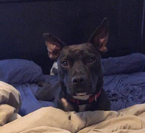 Enlarge Rebel, a Adoptable mixed breed in Valdosta, GA image 11/13