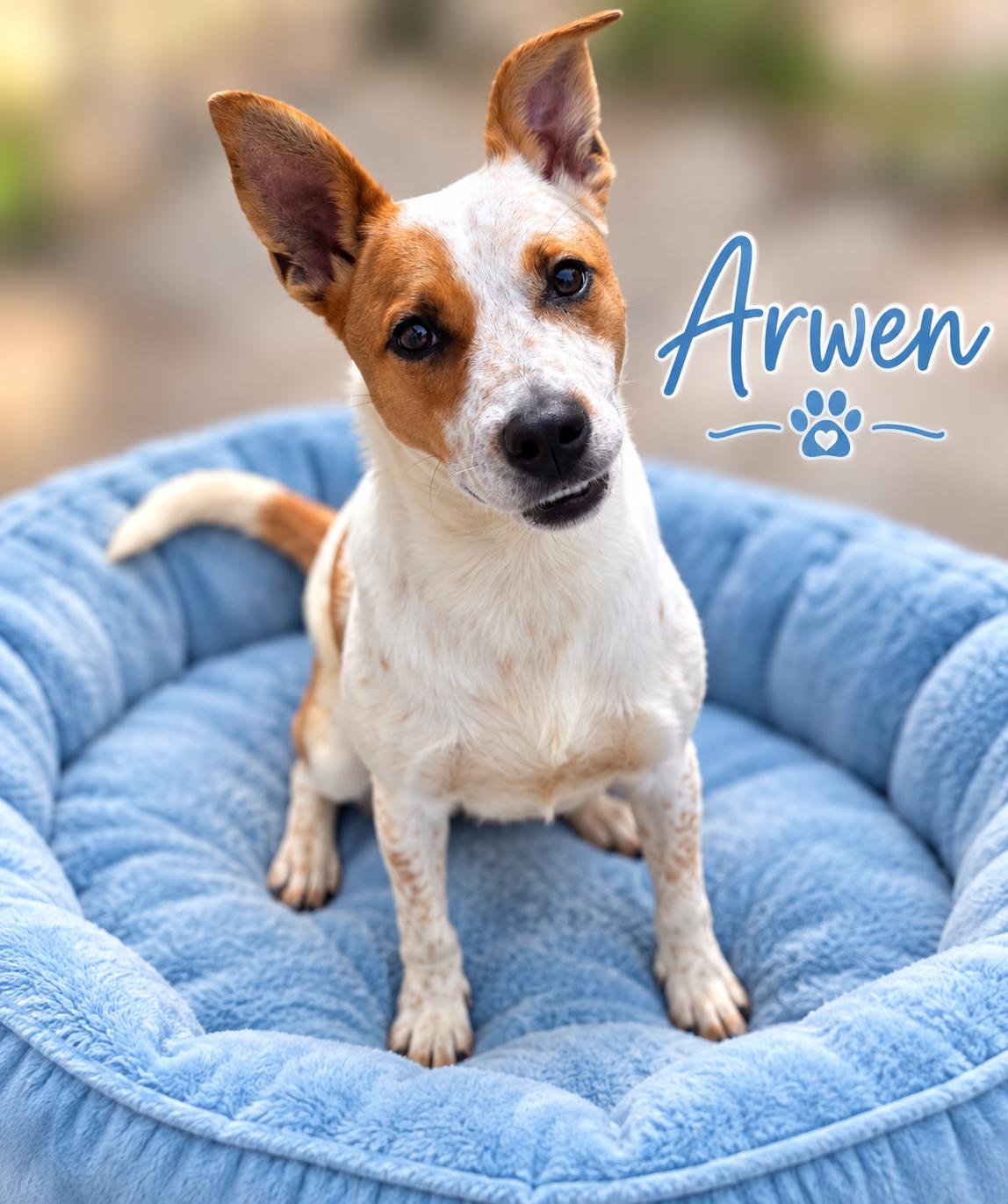 Arwen, Adoptable, Young Male Australian Cattle Dog / Blue Heeler.