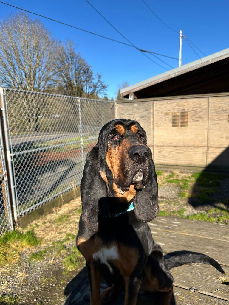 Lady, Adoptable, Adult Female Bloodhound.