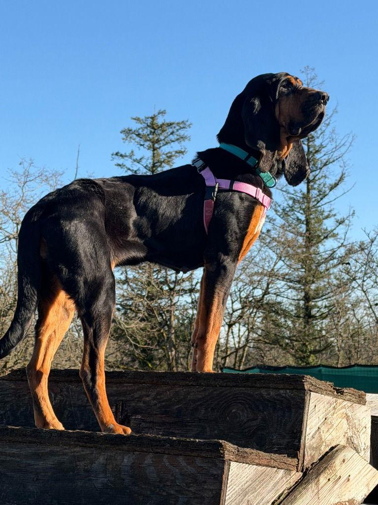 Lady, a Adoptable Bloodhound in St. Helens, OR image 2/2