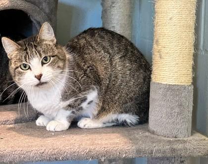 Quinn, a Adoptable Domestic Short Hair in Palm Coast, FL image 1/3