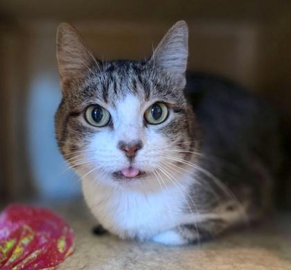 Enlarge Quinn, a Adoptable Domestic Short Hair in Palm Coast, FL image 1/3
